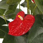 Antúrio Vermelho Pote 17