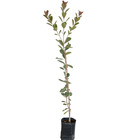 Araçá Psidium cattleianum Planta Natural