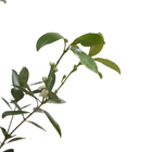 Araçá Psidium cattleianum Planta Natural