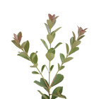 Araçá Psidium cattleianum Planta Natural