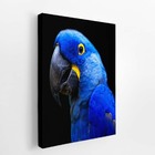 Arara Azul-grande Aves Animais Quadro Canvas 100x70cm