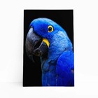 Arara Azul-grande Aves Animais Quadro Canvas 100x70cm
