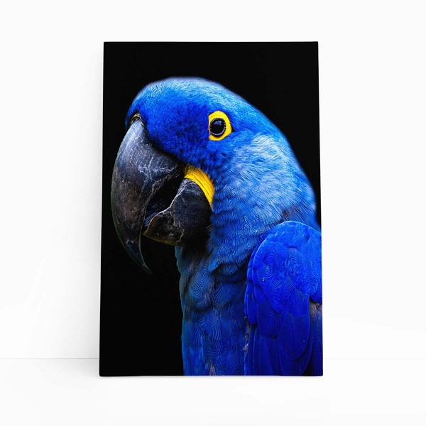 Arara Azul-grande Aves Animais Quadro Canvas 100x70cm