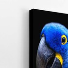 Arara Azul-grande Aves Animais Quadro Canvas 140x90cm