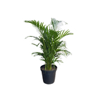 Areca Bambu 22cm Sortida Pote 30 Planta Natural
