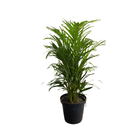 Areca Bambu 22cm Sortida Pote 30 Planta Natural