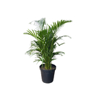 Areca Bambu 22cm Sortida Pote 30 Planta Natural