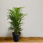 Areca Bambu 22cm Sortida Pote 30 Planta Natural