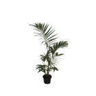 Areca Bambu Pote 11