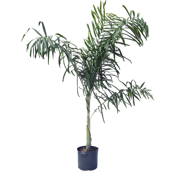 Areca Delocuba Pote 50