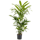 Areca Trianda PT30