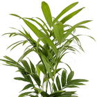 Areca Trianda PT30
