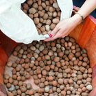 Argila Expandida Para Vasos E Decoração 2,5 Litros - 1kg