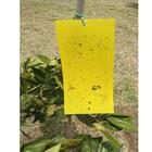 Armadilha Adesiva Yellow Trap Insetos Voadores 5 Unidades
