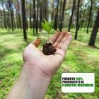 Armário Aéreo Nevada E Balcão Gabinete Com Pia 160cm Arkansas