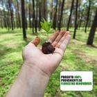 Armário De Cozinha Aéreo Califórnia 180cm Kit 2 Com Nicho Ade