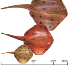 Arraia Marchetada Em Madeira Muirapiranga 16cm - Etnia Baré