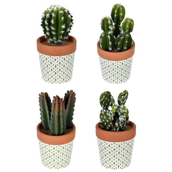 Arranjo Cactos Sortidos