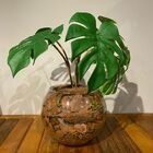 Arranjo Centro De Mesa Mini Costela De Adão Artificial Comple