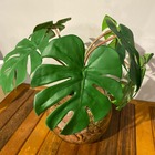 Arranjo Centro De Mesa Mini Costela De Adão Artificial Comple