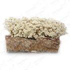 Arranjo Cochinho G Sempre Viva Artesanal Flores Secas