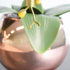 Arranjo Com Três Orquídeas Artificiais Brancas No Vaso Rose G