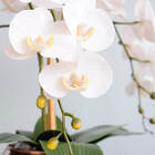 Arranjo Com Três Orquídeas Artificiais Brancas No Vaso Rose G