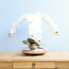 Arranjo Com Três Orquídeas Brancas No Vaso De Vidro Terrário