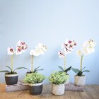 Arranjo De Flor Artificial Orquídea Branca No Vaso De Cimento
