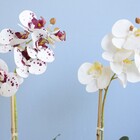 Arranjo De Flor Artificial Orquídea Branca No Vaso De Cimento