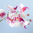 Arranjo De Flor Orquídea Artificial Tigre No Vaso Vidro Bronz