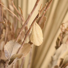 Arranjo De Folhas Secas E Latânias No Vaso De Vidro Para Deco