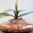 Arranjo De Orquídea Branca De Silicone No Vaso Transparente D