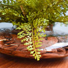 Arranjo Folhagem Artificial Avenca No Vaso Vidro Formosinha