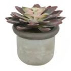Arranjo Suculenta Artificial Echeveria Beauty 9cm
