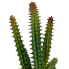 Arranjo Suculenta Plás.Vaso Cer.Trapézio