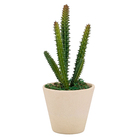 Arranjo Suculenta Plás.Vaso Cer.Trapézio