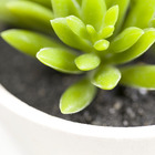 Arranjo Suculenta Verde 6cm