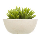 Arranjo Suculenta Verde 6cm