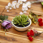 Arranjo Suculenta Verde 6cm