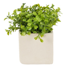 Arranjo Vaso Cerâmica Buxinho 8x8x12 cm