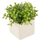 Arranjo Vaso Cerâmica Buxinho 8x8x12 cm