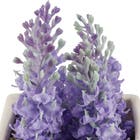 Arranjo Vaso Cerâmica Lavanda 7x7x15 cm