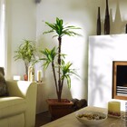 Árvore Artificial Dracena Com 3 Troncos E Folhas Toque Real 1