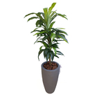 Árvore Artificial Dracena Toque Real Com Vaso Vietnamita Cinza