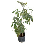 Árvore da Felicidade Polyscias fruticosa Pote 8 Planta Natural