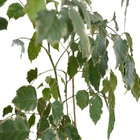 Árvore da Felicidade Polyscias fruticosa Pote 8 Planta Natural