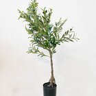 Árvore De Oliveira Média Verde Planta Artificial Toque Real 1