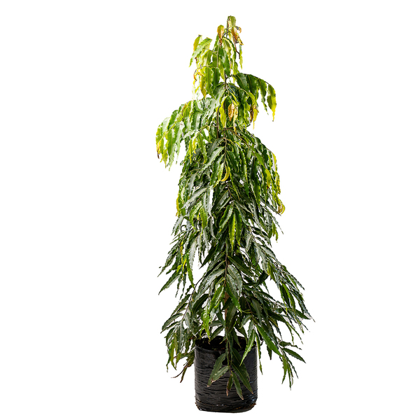 Árvore Mastro Monoon Longiflora Planta Natural