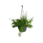 ASPARGO ALFINETE C21